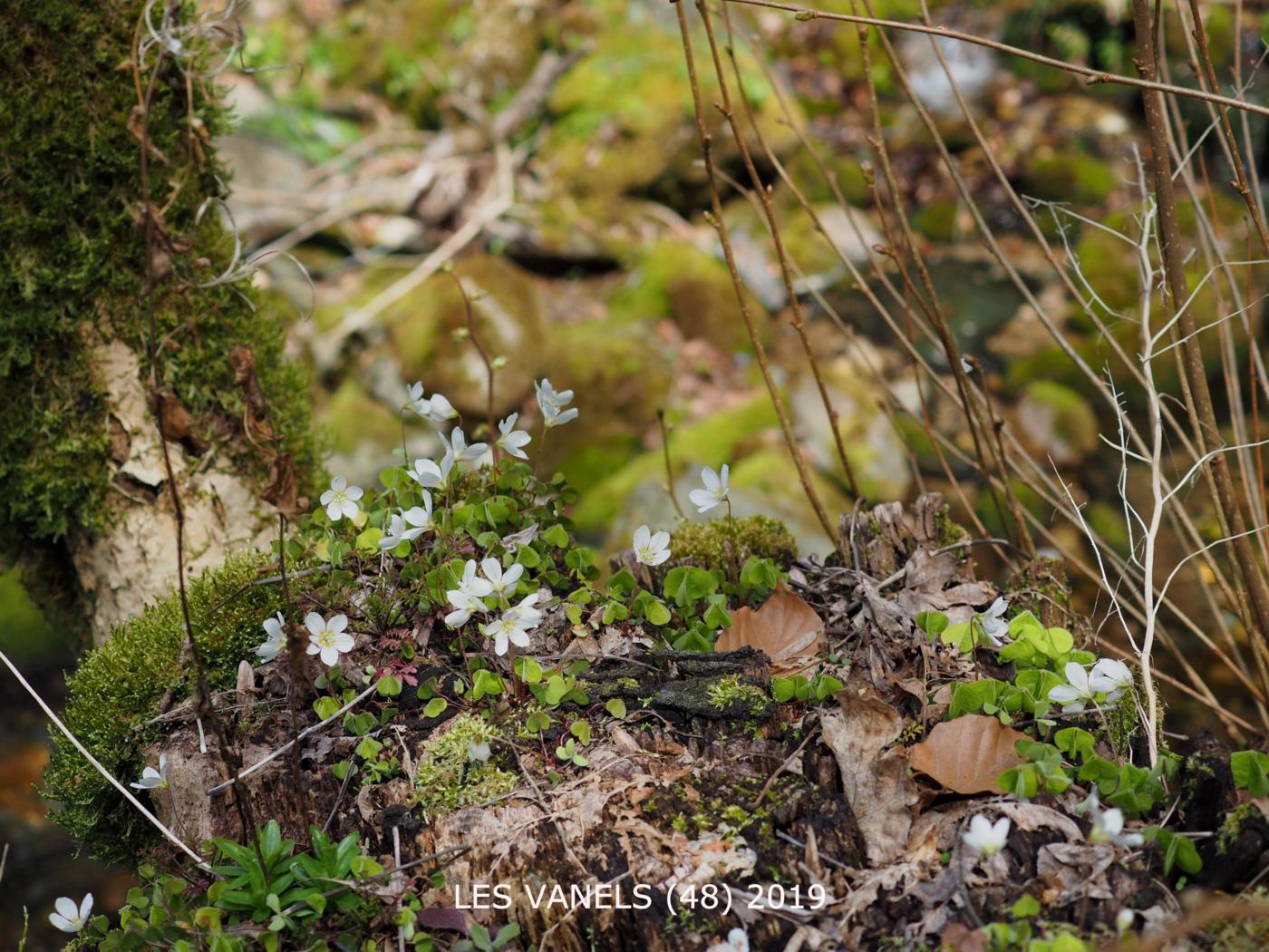 Sorrel, Wood plant